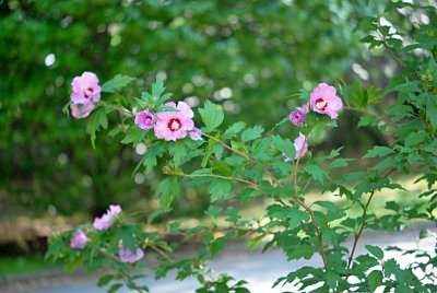 Hibiscus syriacus - ibišek syrský - větévka, květ a list